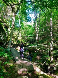 woman walking on boardwalk through forest