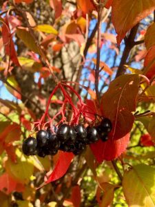 ripe nanyberries on the bush