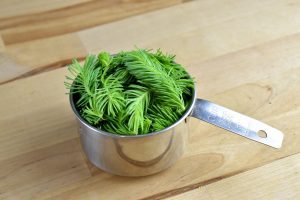 cup of spruce tips