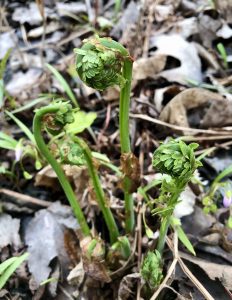 fiddleheads