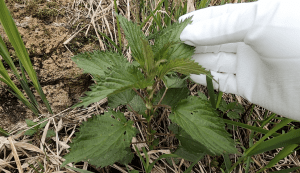 harvesting and cooking stinging nettle