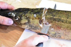 how to break down a pike