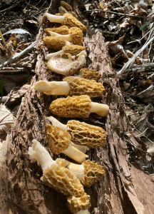 Hunting for morels