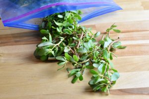 purslane