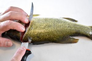 cut towards tail