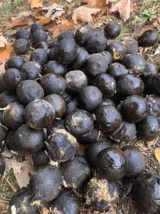 walnuts with rotten skin