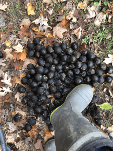 crushing walnut skins with boot