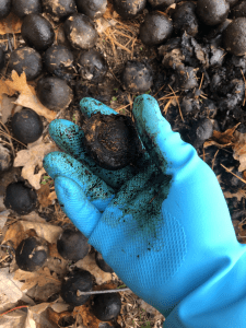 rubbing walnut skins off with gloves