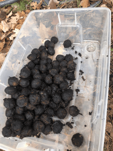 container full of walnuts