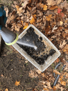 spraying walnuts with hose