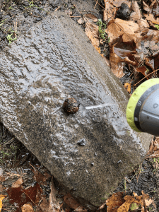 walnut being sprayed on a rock