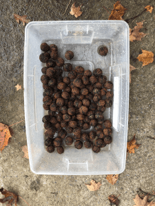 cleaned walnuts in bin