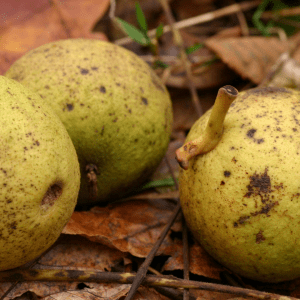 black walnuts on ground