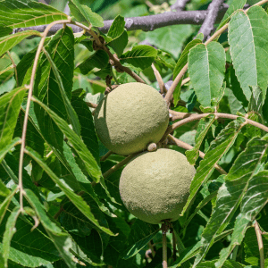 black walnuts in tree