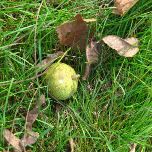 black walnut on ground