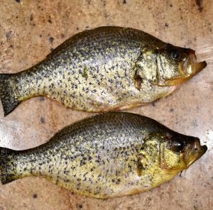 prepared crappie