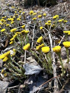 coltsfoot plants