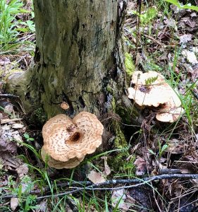 pheasant back mushrooms on dead tree