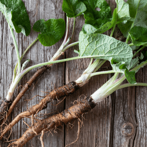 How to Harvest Burdock Root