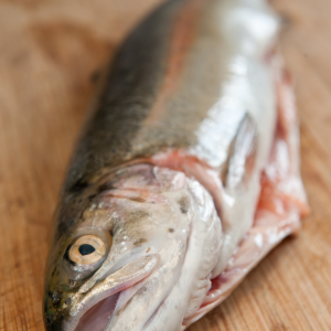Tailgate trout
