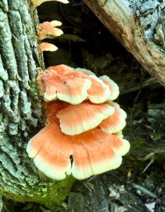 chicken of the woods