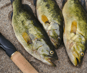 How to Prepare a Bass-Like Fish for Cooking Whole