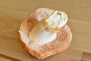 underside of a hedgehog mushroom