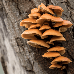 velvet shank mushrooms growing on tree