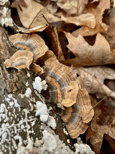 turkey tail mushrooms