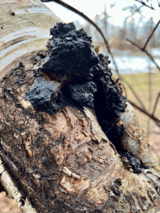 chaga mushroom growing on birch tree