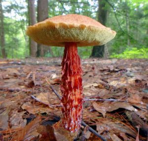 stewed Russell's bolete on toast