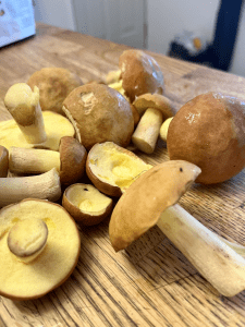 yellow boletes